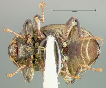Media type: image;   Entomology 24456 Aspect: habitus ventral view